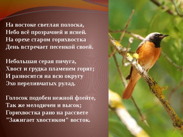        На востоке светлая полоска,  Небо всё прозрачней и ясней.  На орехе старом горихвостка  День встречает песенкой своей.   Небольшая серая пичуга,  Хвост и грудка пламенем горят;  И разносится на всю округу  Эхо переливчатых рулад.   Голосок подобен нежной флейте,  Так же мелодичен и высок;  Горихвостка рано на рассвете  