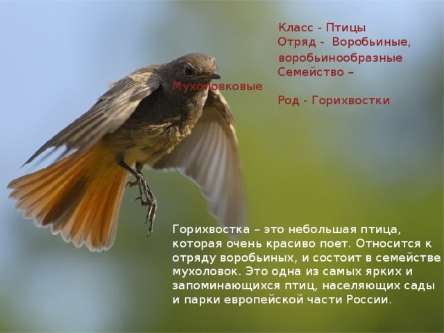  Класс - Птицы  Отряд -  Воробьиные,  воробьинообразные  Семейство – Мухоловковые  Род - Горихвостки   Горихвостка – это небольшая птица, которая очень красиво поет. Относится к отряду воробьиных, и состоит в семействе мухоловок. Это одна из самых ярких и запоминающихся птиц, населяющих сады и парки европейской части России. 