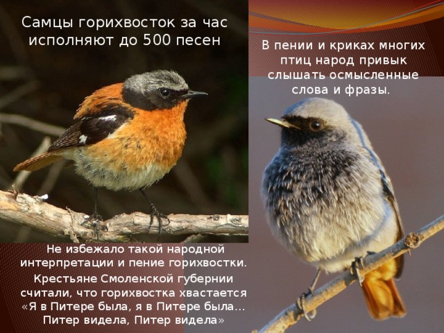 Самцы горихвосток за час исполняют до 500 песен В пении и криках многих птиц народ привык слышать осмысленные слова и фразы.  Не избежало такой народной интерпретации и пение горихвостки. Крестьяне Смоленской губернии считали, что горихвостка хвастается «Я в Питере была, я в Питере была… Питер видела, Питер видела» 