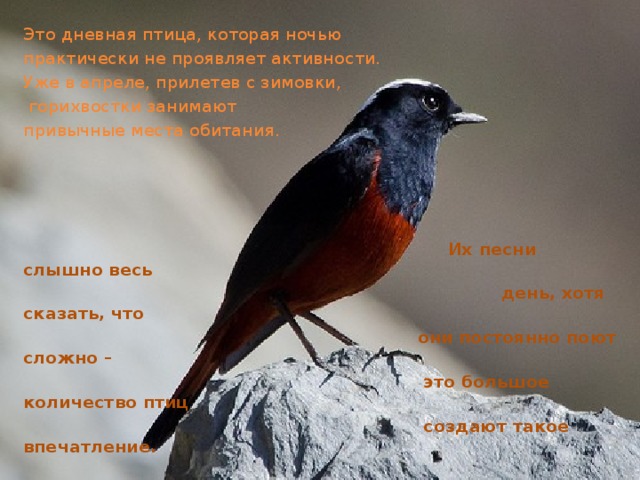 Это дневная птица, которая ночью практически не проявляет активности. Уже в апреле, прилетев с зимовки,  горихвостки занимают привычные места обитания.  Их песни слышно весь  день, хотя сказать, что  они постоянно поют сложно –  это большое количество птиц  создают такое впечатление. 