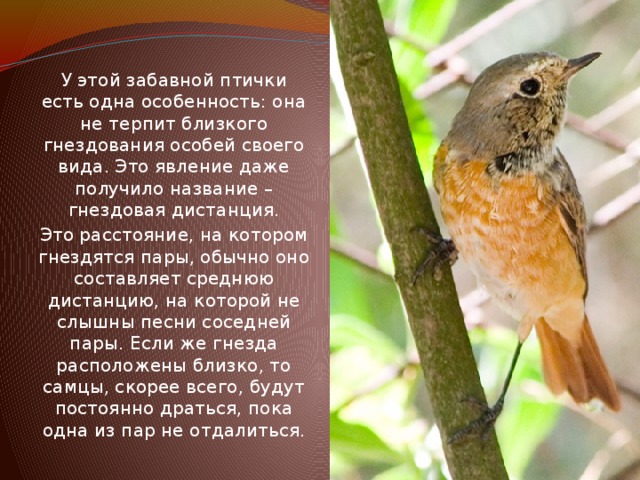 У этой забавной птички есть одна особенность: она не терпит близкого гнездования особей своего вида. Это явление даже получило название – гнездовая дистанция. Это расстояние, на котором гнездятся пары, обычно оно составляет среднюю дистанцию, на которой не слышны песни соседней пары. Если же гнезда расположены близко, то самцы, скорее всего, будут постоянно драться, пока одна из пар не отдалиться. 