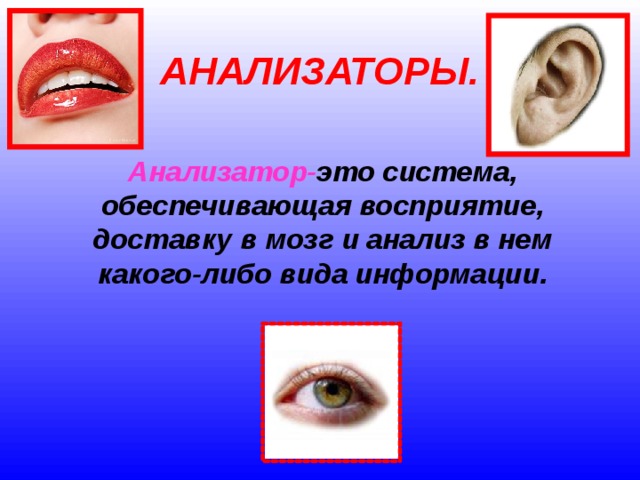 АНАЛИЗАТОРЫ. Анализатор- это система, обеспечивающая восприятие, доставку в мозг и анализ в нем какого-либо вида информации. 