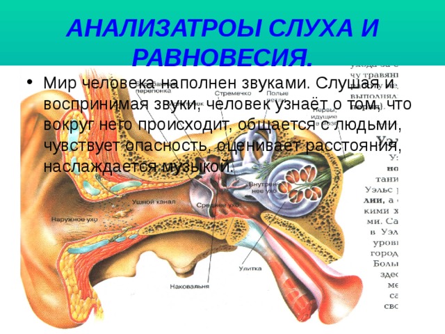 АНАЛИЗАТРОЫ СЛУХА И РАВНОВЕСИЯ. Мир человека наполнен звуками. Слушая и воспринимая звуки, человек узнаёт о том, что вокруг него происходит, общается с людьми, чувствует опасность, оценивает расстояния, наслаждается музыкой. 