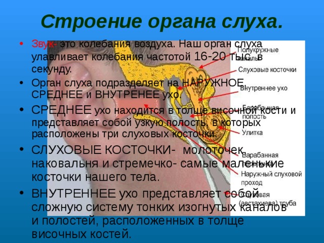 Строение органа слуха. Звук- это колебания воздуха. Наш орган слуха улавливает колебания частотой 16-20 тыс. в секунду. Орган слуха подразделяет на НАРУЖНОЕ, СРЕДНЕЕ и ВНУТРЕНЕЕ ухо. СРЕДНЕЕ ухо находится в толще височной кости и представляет собой узкую полость, в которых расположены три слуховых косточки. СЛУХОВЫЕ КОСТОЧКИ-  молоточек, наковальня и стремечко- самые маленькие косточки нашего тела. ВНУТРЕННЕЕ ухо представляет собой сложную систему тонких изогнутых каналов и полостей, расположенных в толще височных костей. 
