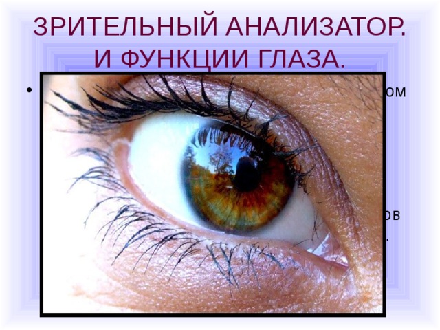 ЗРИТЕЛЬНЫЙ АНАЛИЗАТОР. И ФУНКЦИИ ГЛАЗА. Глаза- орган зрения- можно сравнить с окном в окружающий мир. Примерно 70% всей информации мы получаем с помощью зрения. Зрительный анализатор контролирует двигательную и трудовую деятельность человека; благодаря зрению мы можем по книгам и экранам компьютеров изучать опыт, накопленный человечеством. 
