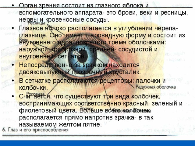 Орган зрения состоит из глазного яблока и вспомогательного аппарата- это брови, веки и ресницы, нервы и кровеносные сосуды. Глазное яблоко располагается в углублении черепа- глазнице. Оно имеет шаровидную форму и состоит из внутреннего ядра, покрытого тремя оболочками: наружной- фиброзной, средней- сосудистой и внутренней- сетчатой. Непосредственно за зрачком находится двояковыпуклый прозрачный хрусталик. В сетчатке располагаются рецепторы: палочки и колбочки. Считается, что существуют три вида колбочек, воспринимающих соответственно красный, зеленый и фиолетовый цвета. Больше всего колбочек располагается прямо напротив зрачка- в так называемом желтом пятне.   