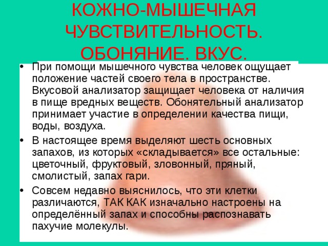 КОЖНО-МЫШЕЧНАЯ ЧУВСТВИТЕЛЬНОСТЬ. ОБОНЯНИЕ. ВКУС. При помощи мышечного чувства человек ощущает положение частей своего тела в пространстве. Вкусовой анализатор защищает человека от наличия в пище вредных веществ. Обонятельный анализатор принимает участие в определении качества пищи, воды, воздуха. В настоящее время выделяют шесть основных запахов, из которых «складывается» все остальные: цветочный, фруктовый, зловонный, пряный, смолистый, запах гари. Совсем недавно выяснилось, что эти клетки различаются, ТАК КАК изначально настроены на определённый запах и способны распознавать пахучие молекулы. 