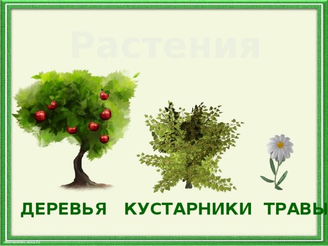Растения ДЕРЕВЬЯ КУСТАРНИКИ ТРАВЫ 