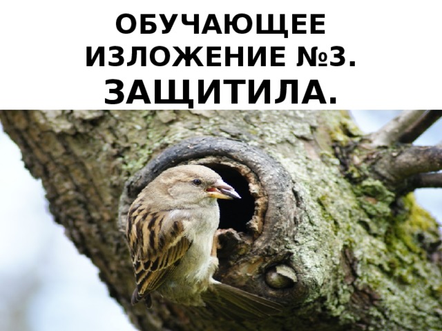 ОБУЧАЮЩЕЕ ИЗЛОЖЕНИЕ №3. ЗАЩИТИЛА. 