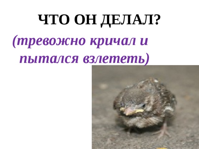 ЧТО ОН ДЕЛАЛ? (тревожно кричал и пытался взлететь) 