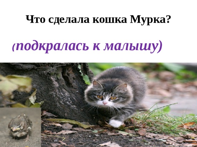 Что сделала кошка Мурка? ( подкралась к малышу) 