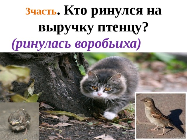 3часть . Кто ринулся на выручку птенцу? (ринулась воробьиха) 