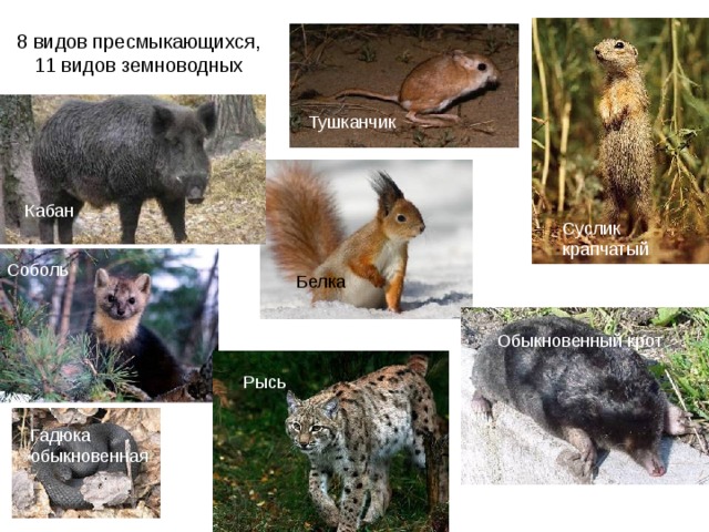 8 видов пресмыкающихся, 11 видов земноводных Тушканчик Кабан Суслик крапчатый Соболь Белка Обыкновенный крот Рысь Гадюка обыкновенная 