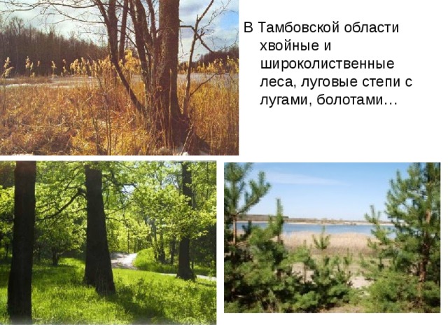 В Тамбовской области хвойные и широколиственные леса, луговые степи с лугами, болотами… 