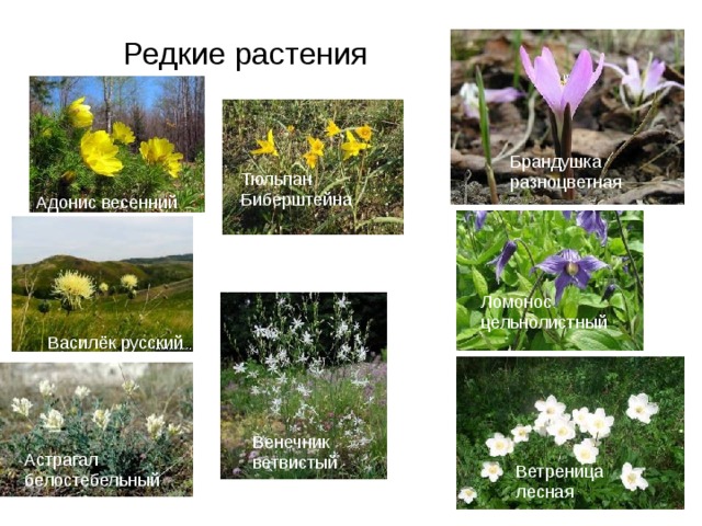 Редкие растения Брандушка разноцветная Тюльпан Биберштейна Адонис весенний Ломонос цельнолистный Василёк русский Венечник ветвистый Астрагал белостебельный Ветреница лесная 