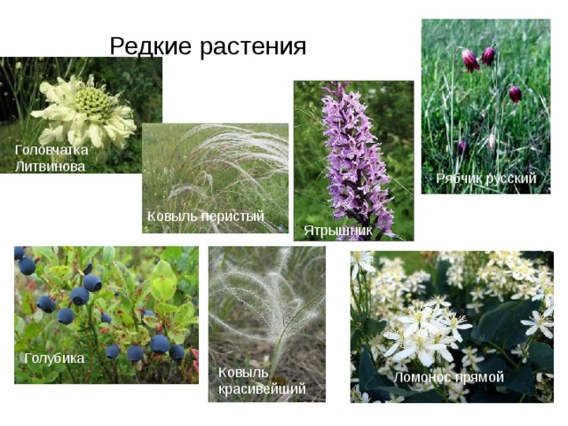 Редкие растения Головчатка Литвинова Рябчик русский Ковыль перистый Ятрышник Голубика Ковыль красивейший Ломонос прямой 