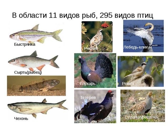 В области 11 видов рыб, 295 видов птиц  Быстрянка Лебедь-кликун Рябчик Сырть(рыбец) Глухарь Ремез Тетерев Бычок-цуцик Серая куропатка Чехонь 