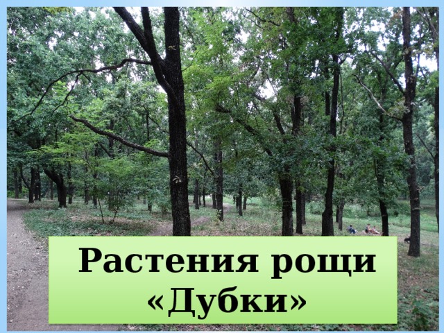 Растения рощи «Дубки»   