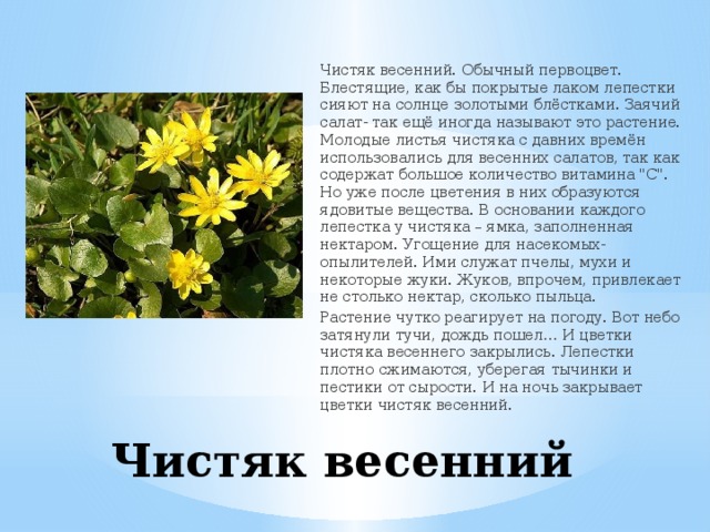 Чистяк весенний. Обычный первоцвет. Блестящие, как бы покрытые лаком лепестки сияют на солнце золотыми блёстками. Заячий салат- так ещё иногда называют это растение. Молодые листья чистяка с давних времён использовались для весенних салатов, так как содержат большое количество витамина 
