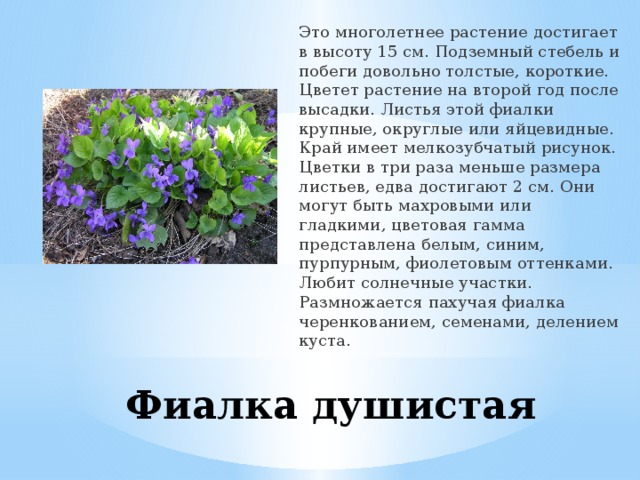 Это многолетнее растение достигает в высоту 15 см. Подземный стебель и побеги довольно толстые, короткие. Цветет растение на второй год после высадки. Листья этой фиалки крупные, округлые или яйцевидные. Край имеет мелкозубчатый рисунок. Цветки в три раза меньше размера листьев, едва достигают 2 см. Они могут быть махровыми или гладкими, цветовая гамма представлена белым, синим, пурпурным, фиолетовым оттенками. Любит солнечные участки. Размножается пахучая фиалка черенкованием, семенами, делением куста. Фиалка душистая 
