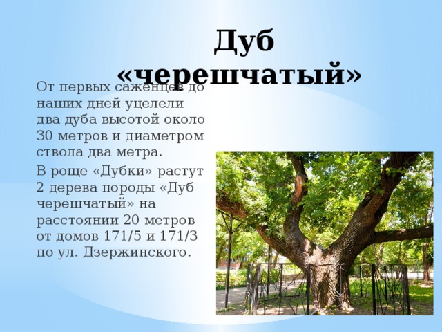 Дуб «черешчатый» От первых саженцев до наших дней уцелели два дуба высотой около 30 метров и диаметром ствола два метра. В роще «Дубки» растут 2 дерева породы «Дуб черешчатый» на расстоянии 20 метров от домов 171/5 и 171/3 по ул. Дзержинского. 