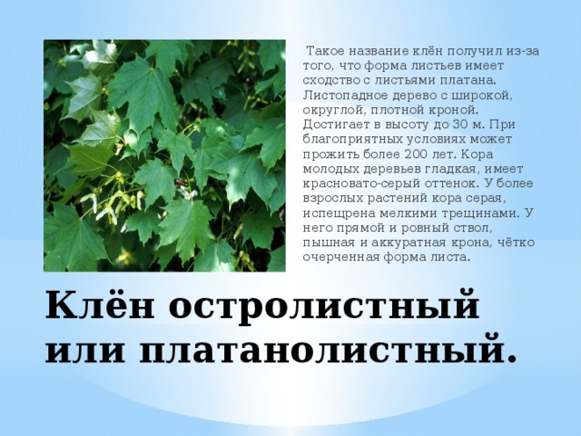   Такое название клён получил из-за того, что форма листьев имеет сходство с листьями платана. Листопадное дерево с широкой, округлой, плотной кроной. Достигает в высоту до 30 м. При благоприятных условиях может прожить более 200 лет. Кора молодых деревьев гладкая, имеет красновато-серый оттенок. У более взрослых растений кора серая, испещрена мелкими трещинами. У него прямой и ровный ствол, пышная и аккуратная крона, чётко очерченная форма листа. Клён остролистный или платанолистный. 