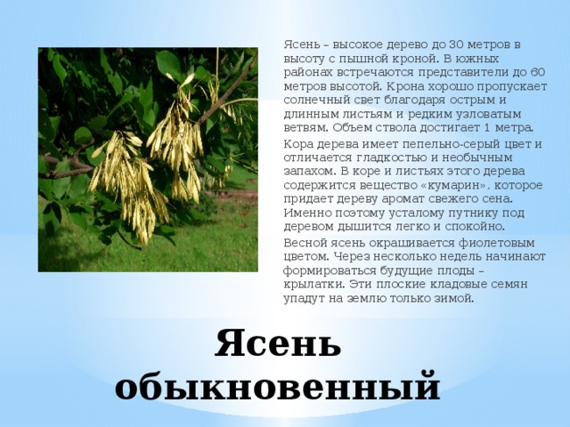 Ясень – высокое дерево до 30 метров в высоту с пышной кроной. В южных районах встречаются представители до 60 метров высотой. Крона хорошо пропускает солнечный свет благодаря острым и длинным листьям и редким узловатым ветвям. Объем ствола достигает 1 метра. Кора дерева имеет пепельно-серый цвет и отличается гладкостью и необычным запахом. В коре и листьях этого дерева содержится вещество «кумарин», которое придает дереву аромат свежего сена. Именно поэтому усталому путнику под деревом дышится легко и спокойно. Весной ясень окрашивается фиолетовым цветом. Через несколько недель начинают формироваться будущие плоды – крылатки. Эти плоские кладовые семян упадут на землю только зимой. Ясень обыкновенный 