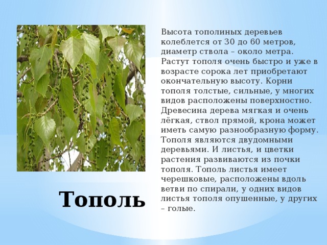 Высота тополиных деревьев колеблется от 30 до 60 метров, диаметр ствола – около метра. Растут тополя очень быстро и уже в возрасте сорока лет приобретают окончательную высоту. Корни тополя толстые, сильные, у многих видов расположены поверхностно. Древесина дерева мягкая и очень лёгкая, ствол прямой, крона может иметь самую разнообразную форму. Тополя являются двудомными деревьями. И листья, и цветки растения развиваются из почки тополя. Тополь листья имеет черешковые, расположены вдоль ветви по спирали, у одних видов листья тополя опушенные, у других – голые.  Тополь 