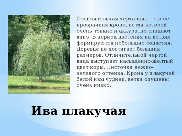 Отличительная черта ивы – это ее прозрачная крона, ветви которой очень тонкие и аккуратно спадают вниз. В период цветения на ветвях формируются небольшие соцветия.  Деревце не достигает больших размеров. Отличительной чертой вида выступает насыщенно-желтый цвет коры. Листочки нежно-зеленого оттенка. Крона у плакучей белой ивы чудная, ветви опущены очень низко. Ива плакучая 