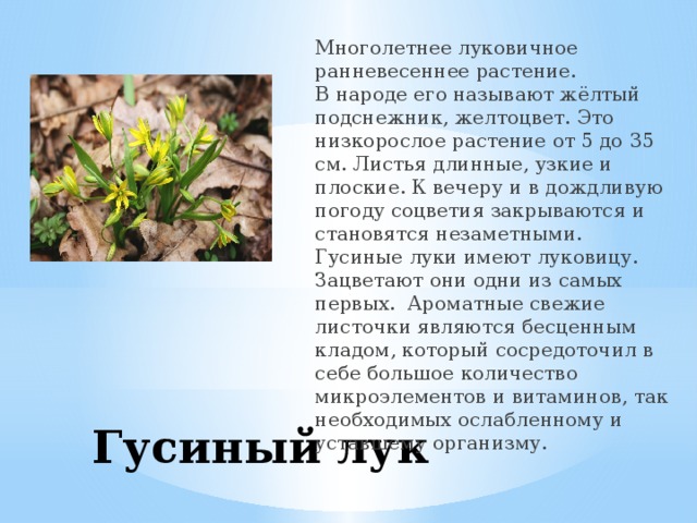 Многолетнее луковичное ранневесеннее растение.  В народе его называют жёлтый подснежник, желтоцвет. Это низкорослое растение от 5 до 35 см. Листья длинные, узкие и плоские. К вечеру и в дождливую погоду соцветия закрываются и становятся незаметными. Гусиные луки имеют луковицу. Зацветают они одни из самых первых. Ароматные свежие листочки являются бесценным кладом, который сосредоточил в себе большое количество микроэлементов и витаминов, так необходимых ослабленному и уставшему организму.    Гусиный лук 