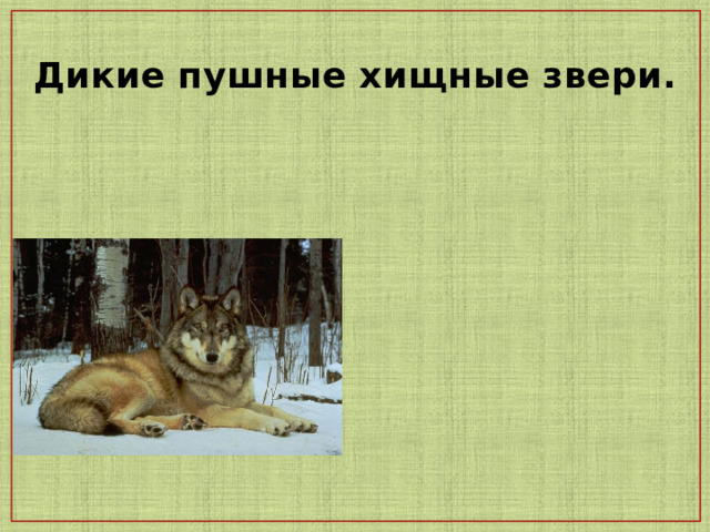 Дикие пушные хищные звери.     