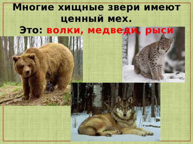 Многие хищные звери имеют ценный мех.  Это: волки, медведи, рыси  