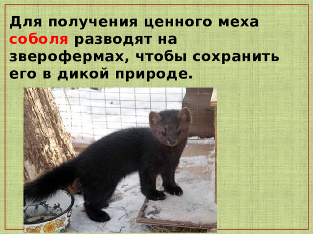 Для получения ценного меха соболя  разводят на зверофермах, чтобы сохранить его в дикой природе. 