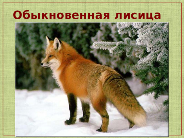 Обыкновенная лисица  1 