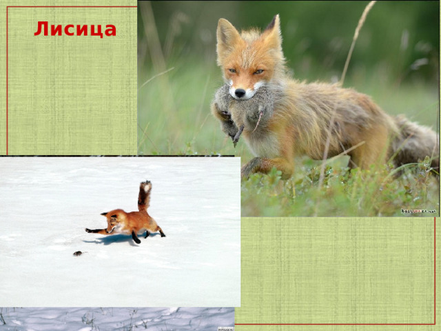  Лисица   