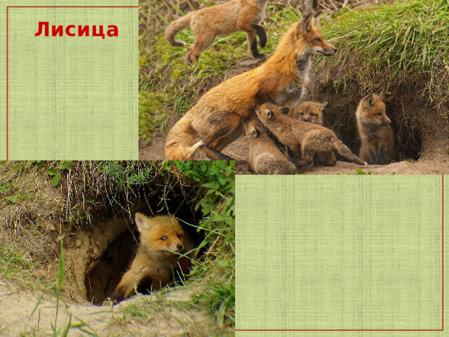  Лисица   