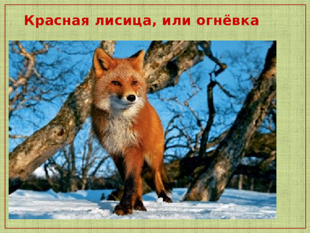  Красная лисица, или огнёвка   