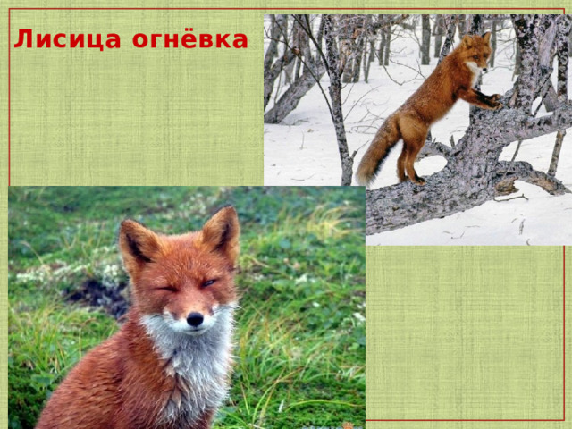  Лисица огнёвка   
