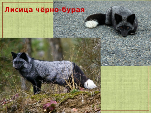  Лисица чёрно-бурая   
