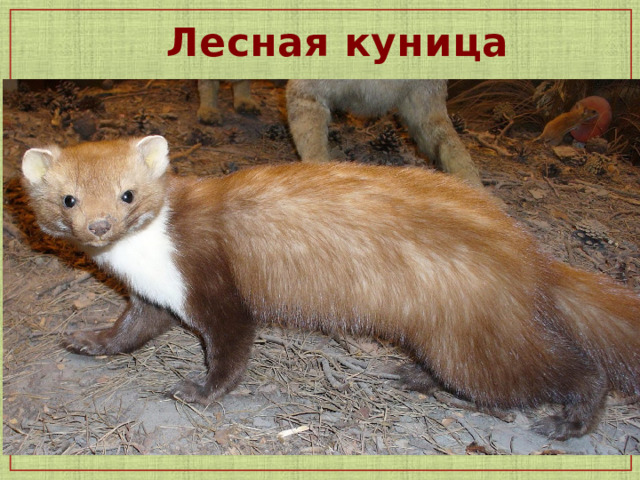 Лесная куница  
