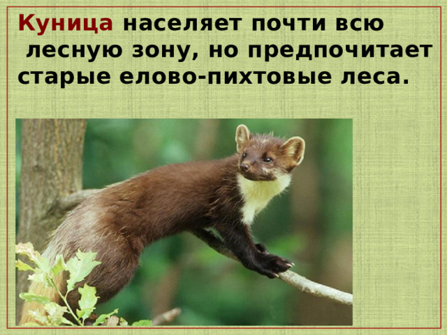 Куница населяет почти всю  лесную зону, но предпочитает старые елово-пихтовые леса.  