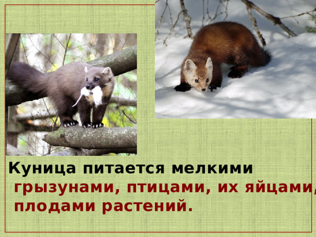 Куница питается мелкими  грызунами, птицами, их яйцами,  плодами растений.  