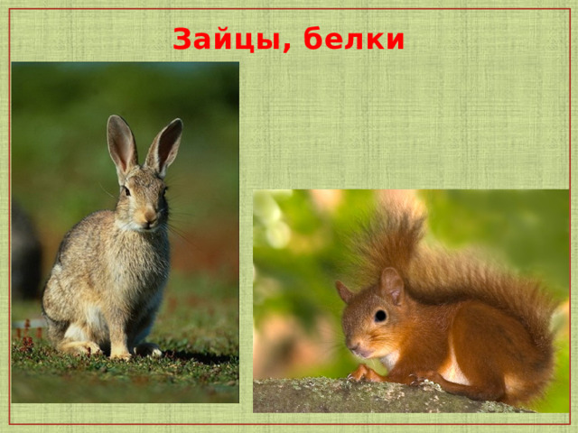 Зайцы, белки  