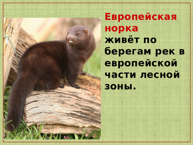 Европейская норка  живёт по берегам рек в европейской части лесной зоны. 
