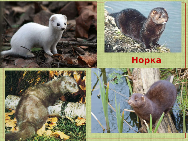  Норка   