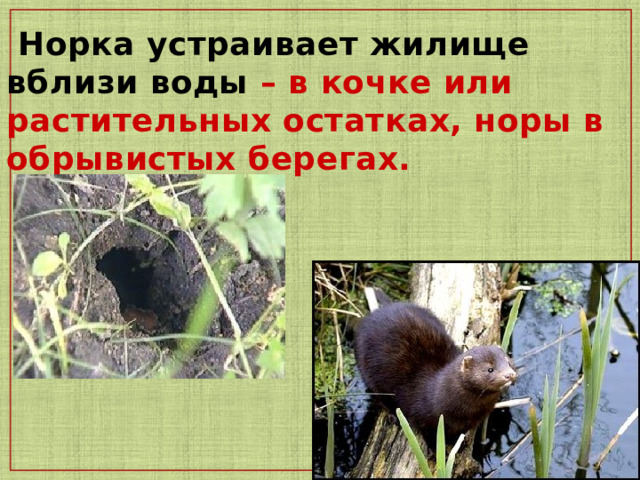  Норка устраивает жилище вблизи воды – в кочке или растительных остатках, норы в обрывистых берегах. 