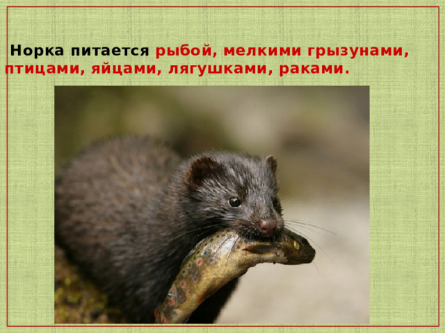  Норка питается рыбой, мелкими грызунами, птицами, яйцами, лягушками, раками. 