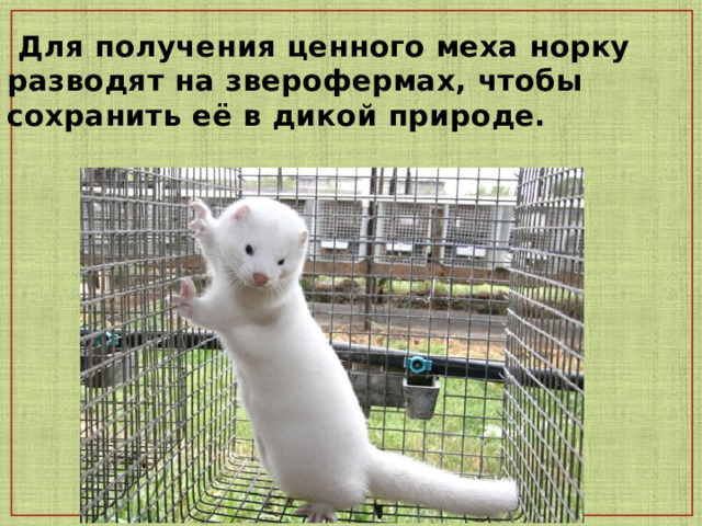  Для получения ценного меха норку разводят на зверофермах, чтобы сохранить её в дикой природе.   
