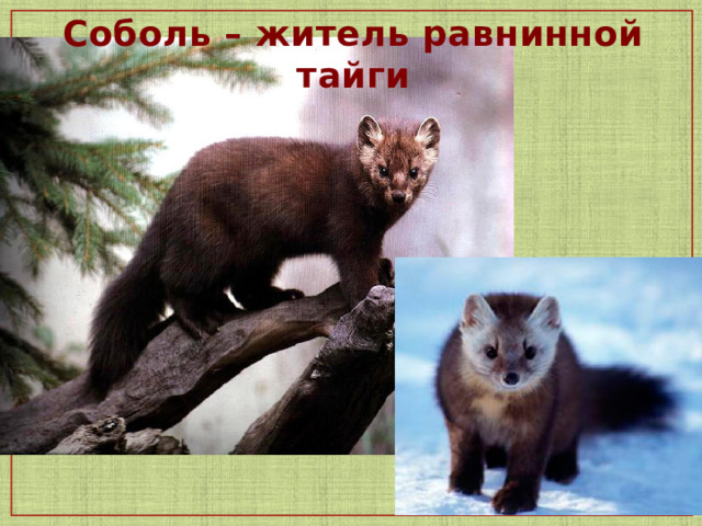 Соболь – житель равнинной тайги  1 
