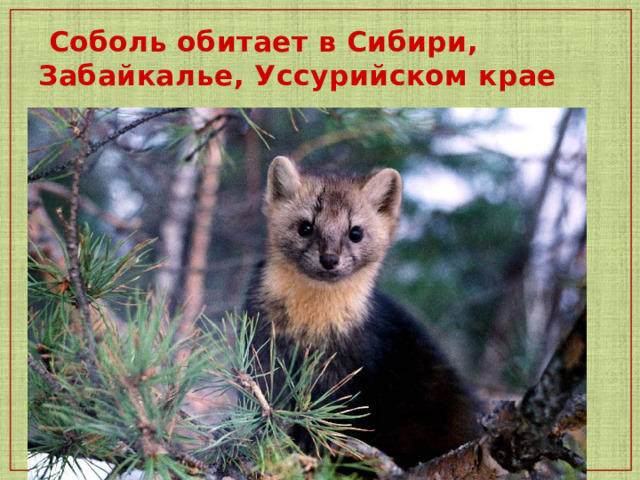  Соболь обитает в Сибири, Забайкалье, Уссурийском крае 